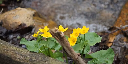 The Poetry of Steve Brown 