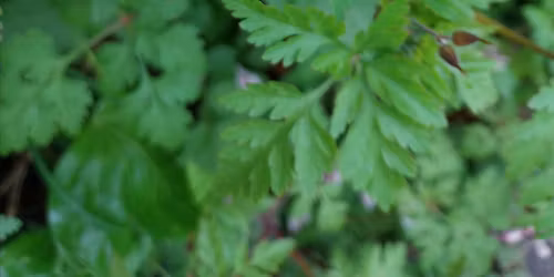 Spring Wild Food Identification and Foraging Event 02\/05\/2026