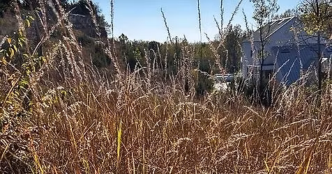 Re-Wilding your landscape