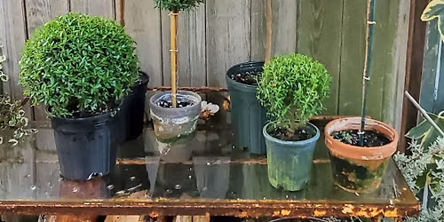 Topiary Pop-up Shop 