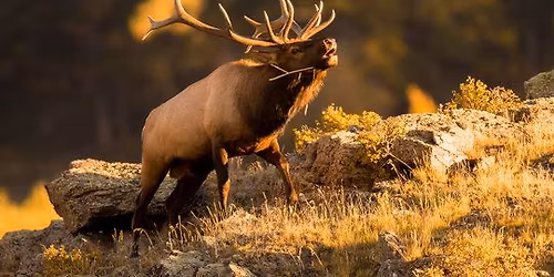 2026 Western WA Auction Banquet