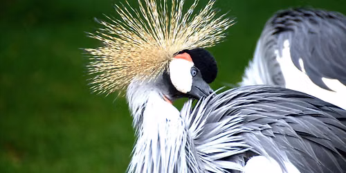 Wildlife Photography