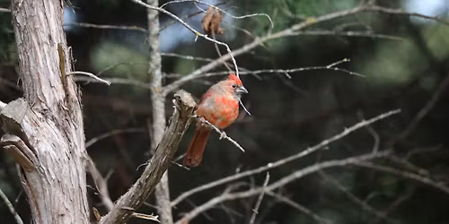 1st Saturday Bird & Wildlife Walk at Chaplin 
