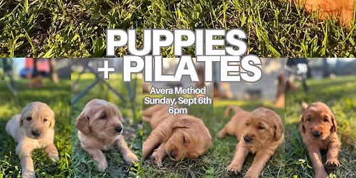 Puppies + Pilates: Stay Golden 