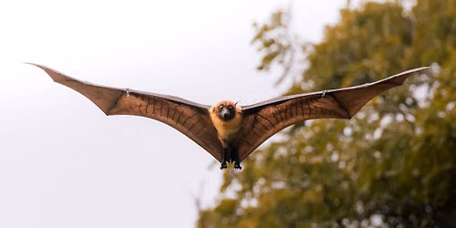 Professional Dev Workshop: WILD for Bats!