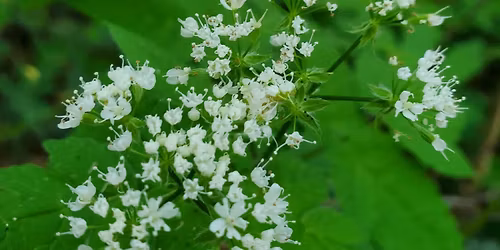 Wild Aromatic Plant Walk