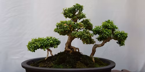Bonsai Show at the Botanical Gardens