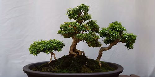 Bonsai Show at the Botanical Gardens