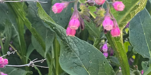 Plant Magic, Witchery and Herbs