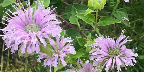 August Plant Sale