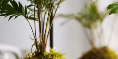 Kokedamas, el arte de tener plantas sin macetas