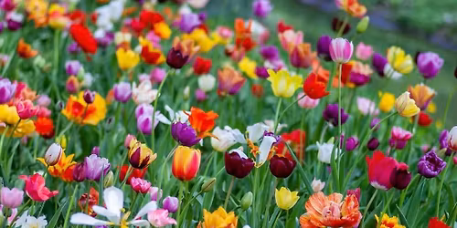 St. Louis CWL Spring Blossom Card Party