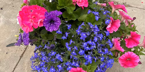 Spring Porch Pot Class - Davison 