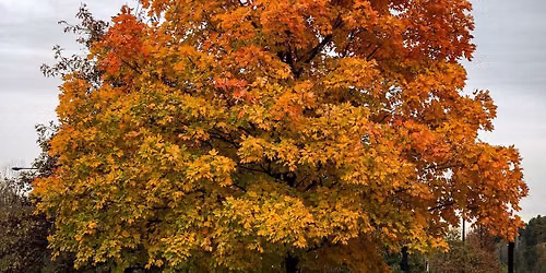 Fall Tree Lick Craft!