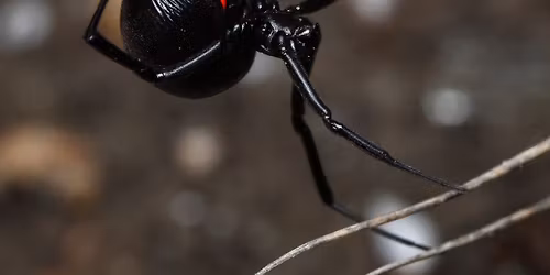 Art in the Park - Spiders!