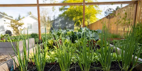 FREE: Planting for Continued Harvest in the Home Vegetable Garden