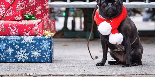 Holiday Dog Photoshoot