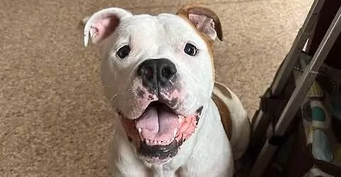 Dog Adoption Event@ Pet Supplies Plus-Airport Hwy