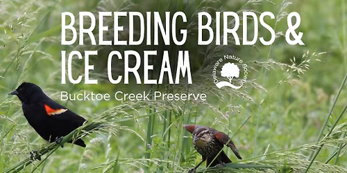 Breeding Birds and Ice Cream ~ Bucktoe Creek Preserve