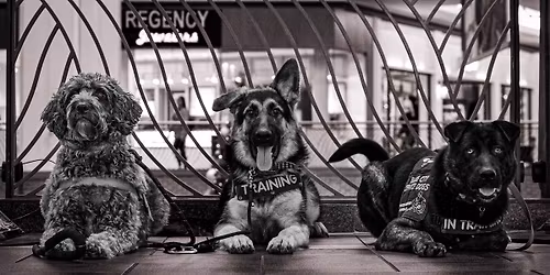 Vet Visit Preparation Classes