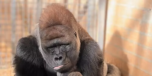 \ud83c\udf84 ABA End-of-Year & Christmas Party \ud83c\udf84