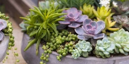 The Plant & Pour Pop-up