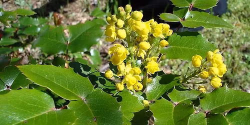 Ethnobotany Walk