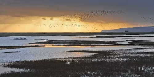 Evening Bird Safari at Rye Harbour Nature Reserve