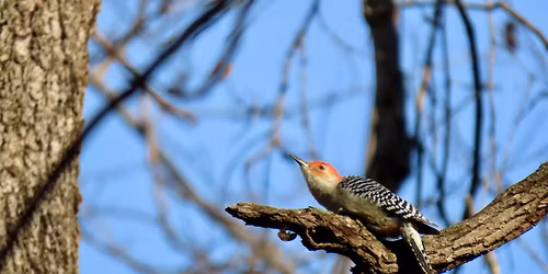 Fall Bird Walk at Lake Topanemus