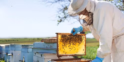 BEEKEEPING: A Beginner's Guide - Free Tutorial