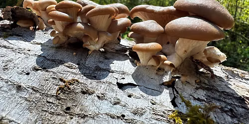 DNA: The Secret History of Mushrooms