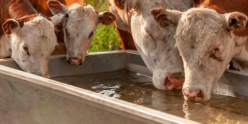 Beat the Heat! Preparing Your Livestock for Summer Stress