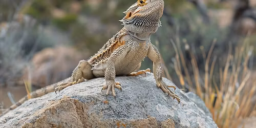 La Crosse Scaled Up Reptile Expo 01-31-2026