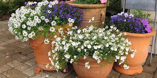 12-9-2025 Holiday Themed Container Gardening