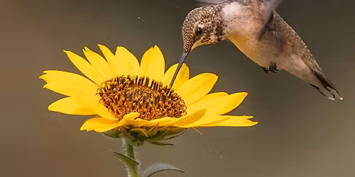 Accessible Birding at Hulls Gulch