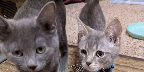 Cat & Dog Adoption Event 