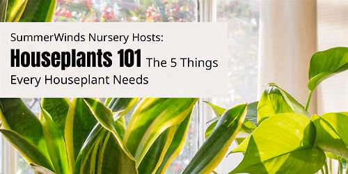 Houseplants 101: The 5 Things Every Houseplant Needs