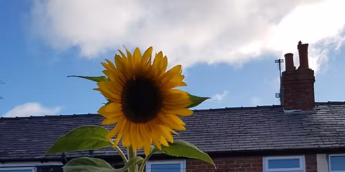 Family Yoga Taster Session