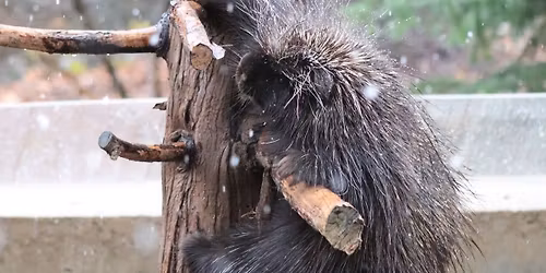 Wild Winter Adventure