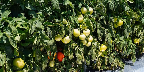 Tomato Breeders Round Table and Tomato Disease Workshop