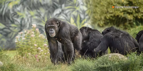 \u00d6ppen f\u00f6rel\u00e4sning: \u00c4r m\u00e4nniskan det enda djur som har spr\u00e5k?