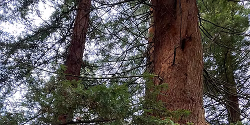 \ud83d\udc9b\ud83c\udf3fDecember forest bathing: A balm for the soul \ud83d\udc9b\ud83c\udf3f