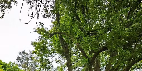 10e \u00e9dition rose auto expo