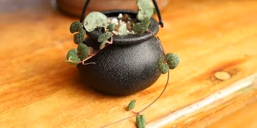 Succulent Cauldron Drop-In