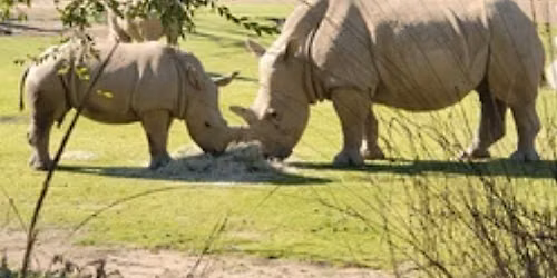 Central Valley Safari Day at Fresno Chaffee Zoo