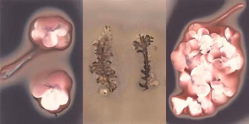 Chemigram and Phytogram with Plant Developers