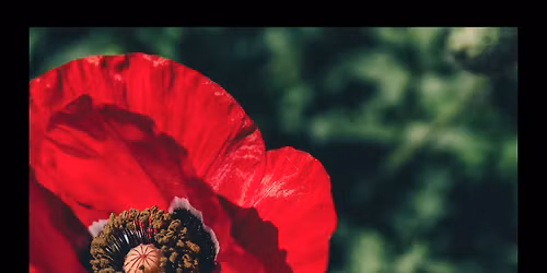 Holiday Glow + Art Show Open House | Banyan & Bamboo + Desiree Steele