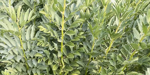 Bundanoon Community Garden Mega Sale