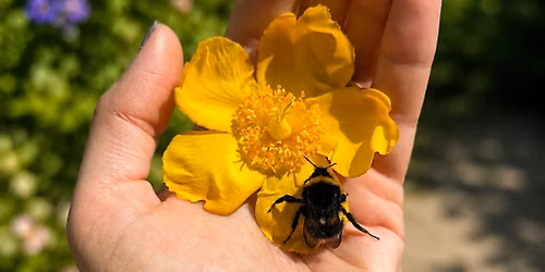 Bee Curious!