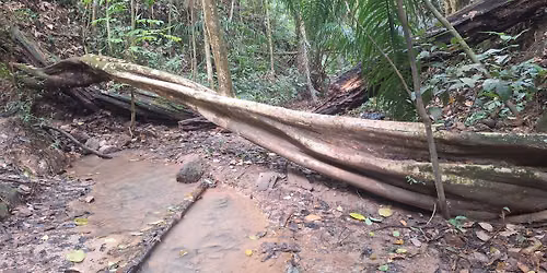 NDP SG61- Maju Forest, Dover Forest, Old Jurong Railway, Former Lorong Gaung, Redevelop #HikingElite